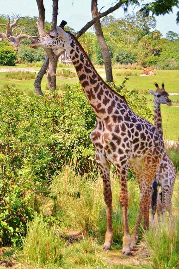 Giraffes in Animal Kingdom