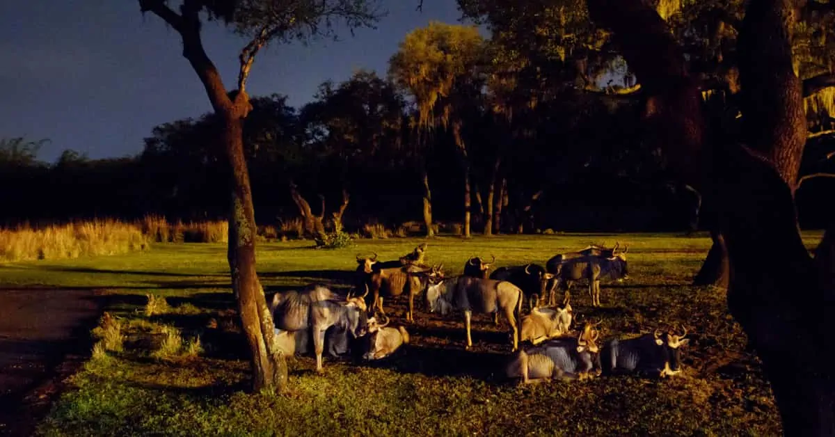 Starlight Safari Animal Kingdom Lodge