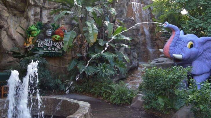 Rainforest Cafe in Animal Kingdom