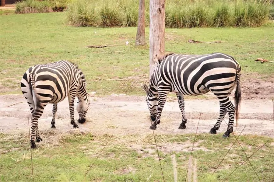 Animal Kingdom Lodge Zebras
