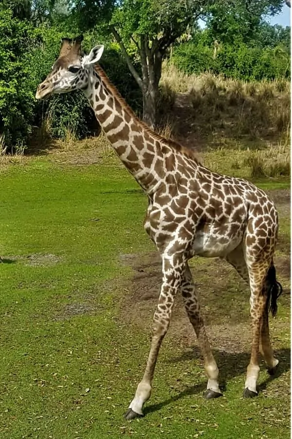 Seeing Giraffes Up Close on Kilimanjaro Safari