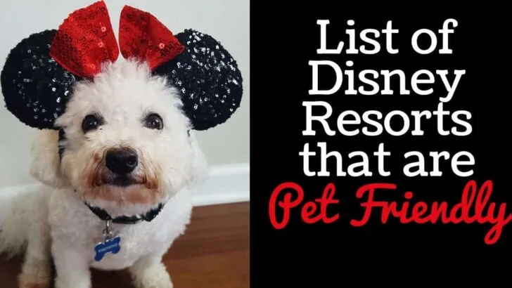 Disney Resorts that are Pet Friendly