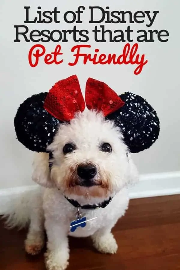 Does Disney Allow Dogs
