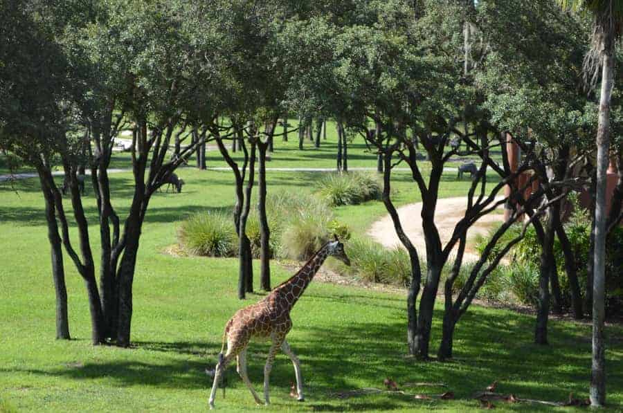 Animal Kingdom Lodge View of Savanna