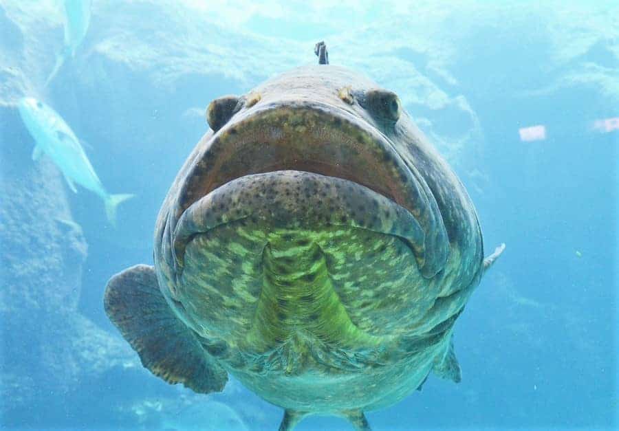 Fish at Atlantis Resort in Bahamas