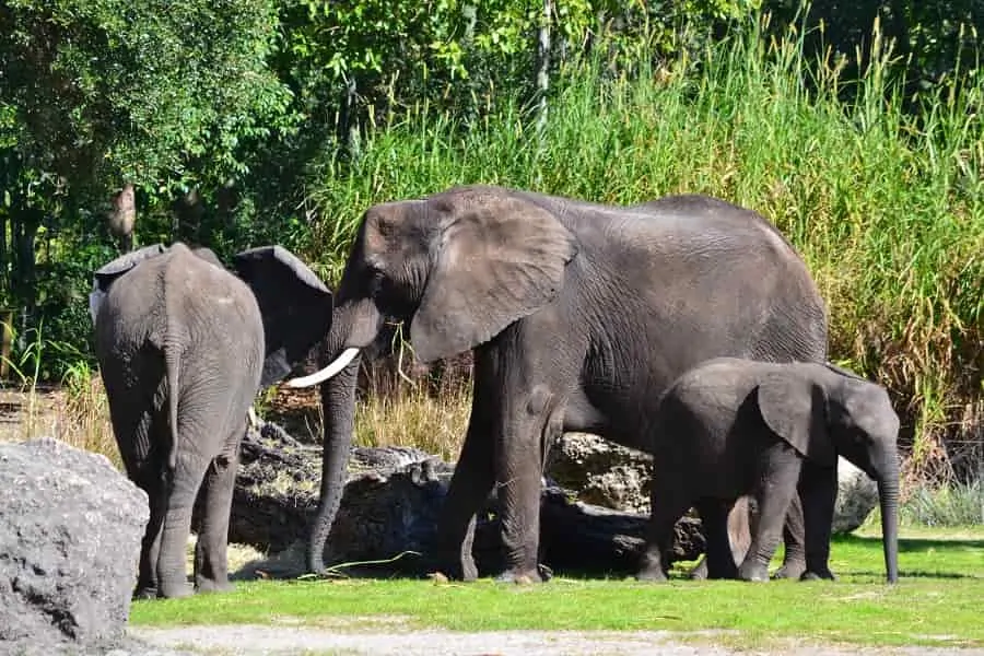 Elephants on Safari in Animal Kingdom