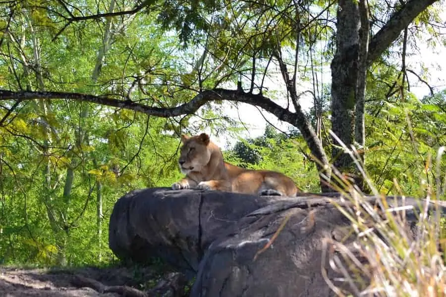 Lioness on Safari at Animal Kingdom