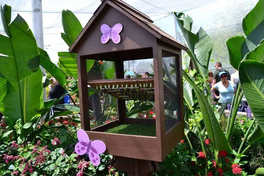 Epcot Butterfly House at Flower & Garden Festival