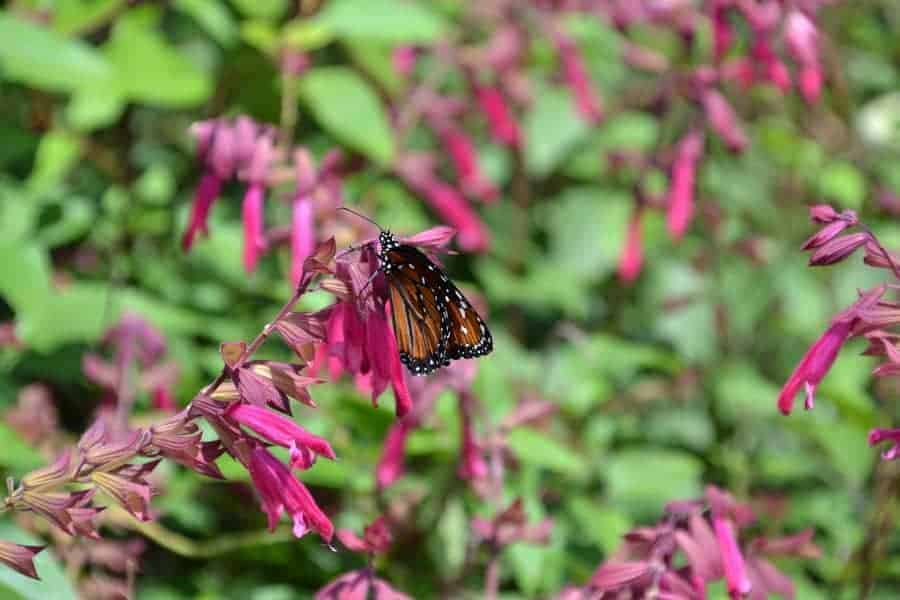 Butterfly at Epcot