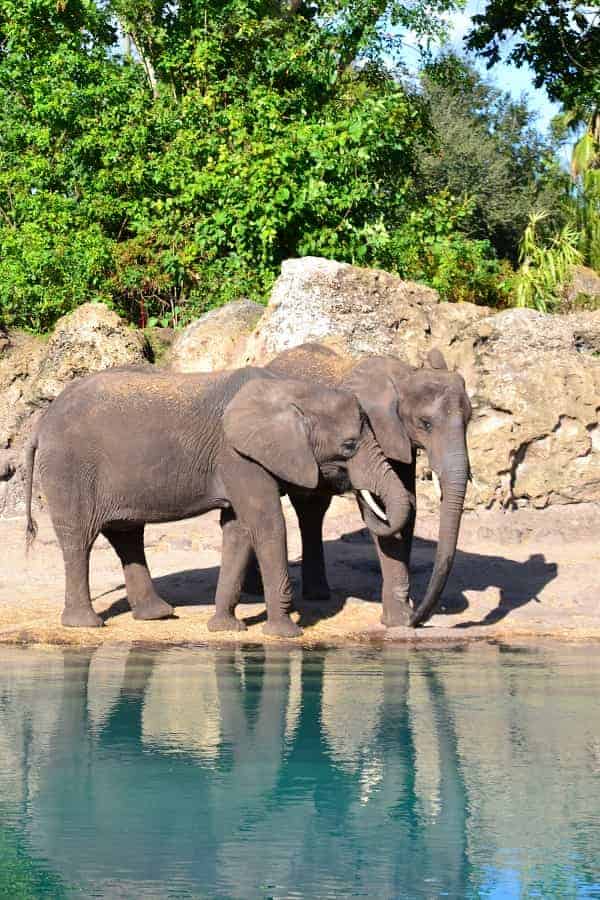 animals on the kilimanjaro safari