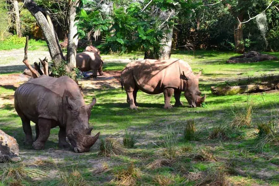 Rhinos in Kilimanjaro Safari