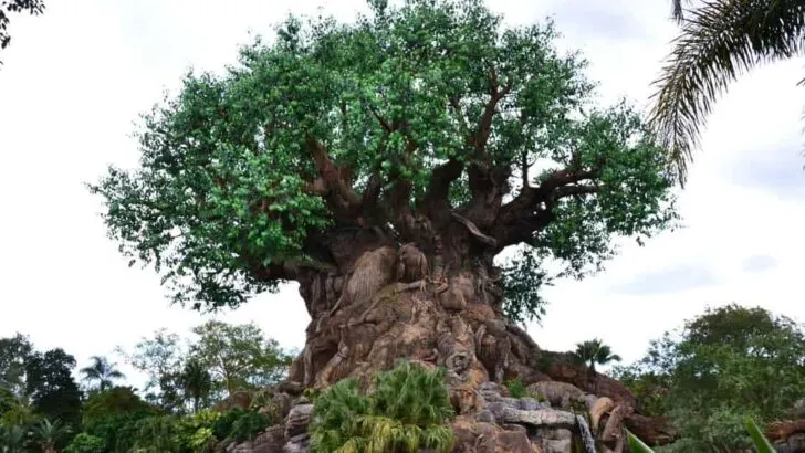 Disney World's Animal Kingdom park