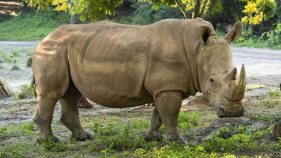 Rhinos in Animal Kingdom