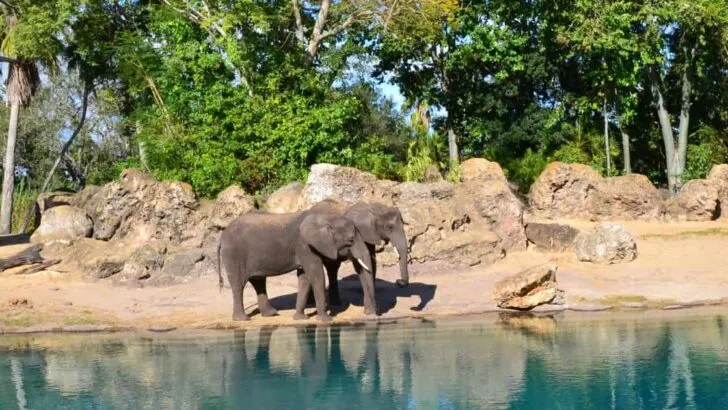 Safari Elephants