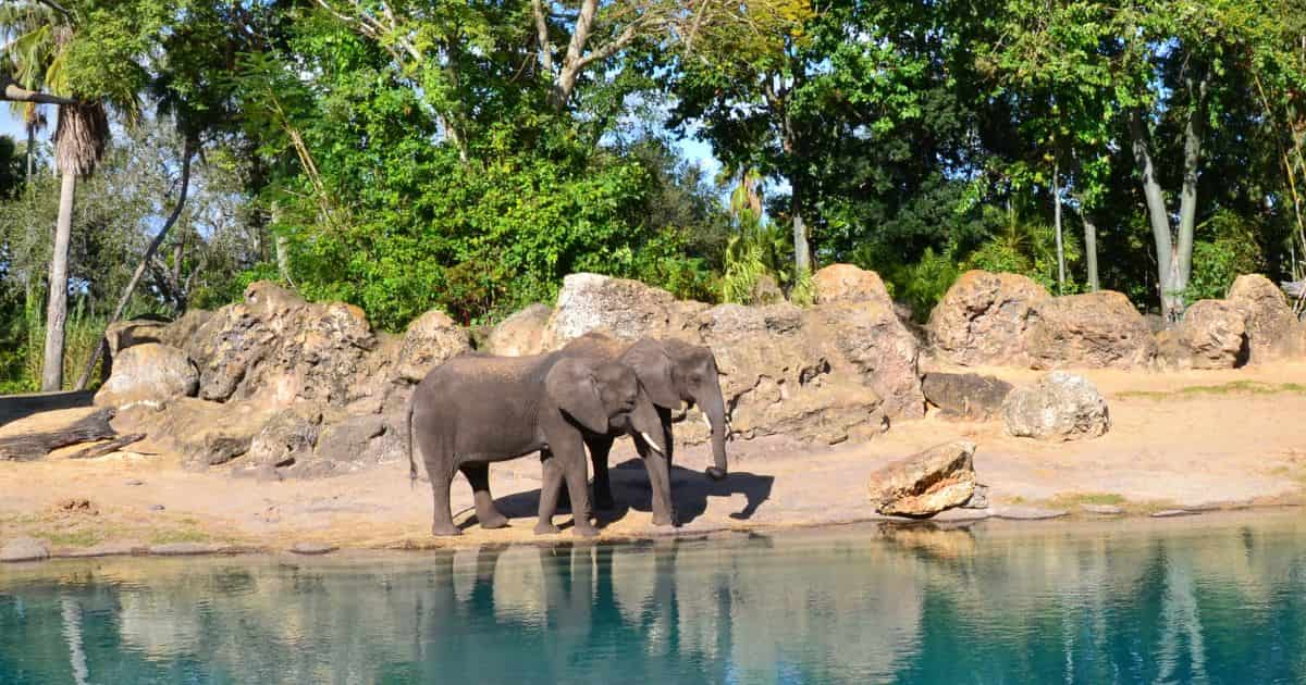 Safari Elephants