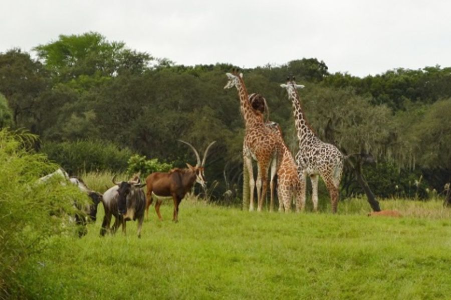 animals at kilimanjaro safari
