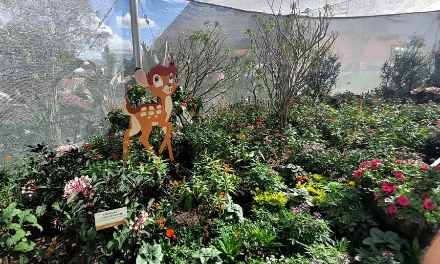 Inside Butterfly House at EPCOT