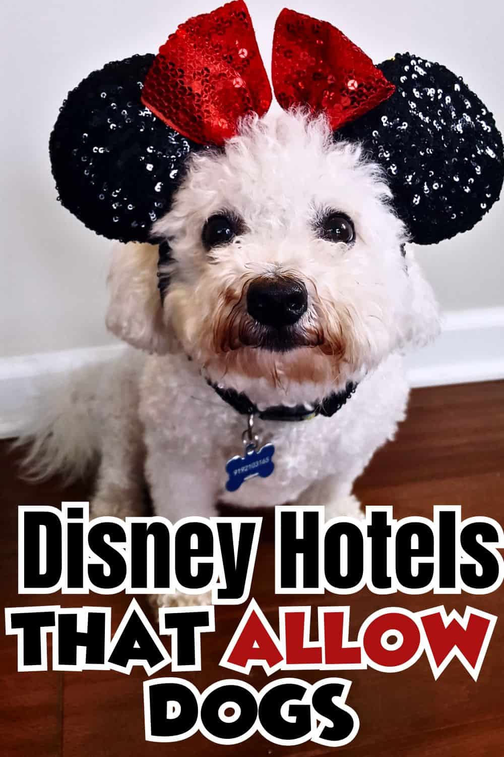 Disney Hotels that allow Dogs Disney Insider Tips