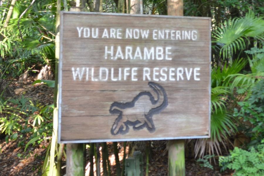 animals at kilimanjaro safari