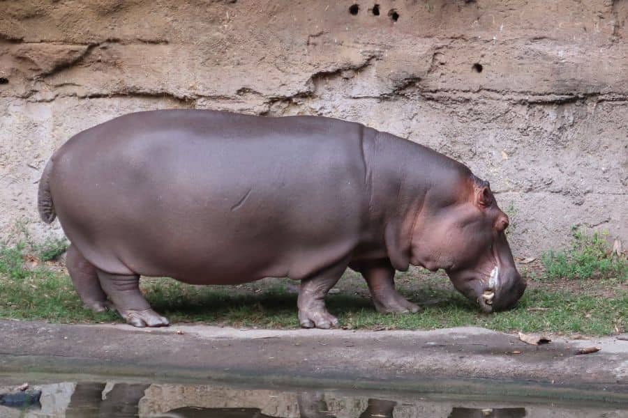 animals at kilimanjaro safari