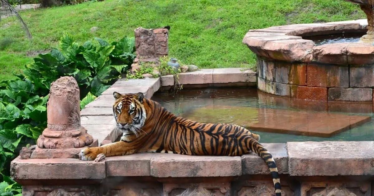 Tiger in Animal Kingdom