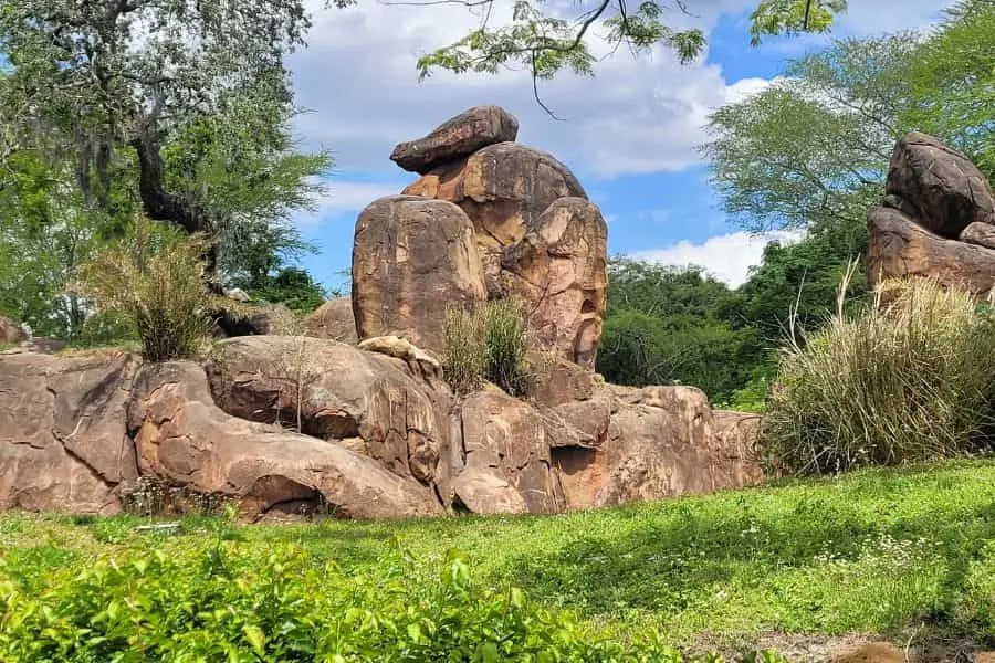 Sleeping Lions on Safari